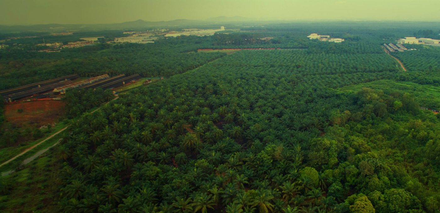 Aerial view of the oil palm plantation
